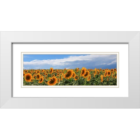 Girasoli in Val DOrcia White Modern Wood Framed Art Print with Double Matting by Fulvio, Ferrua