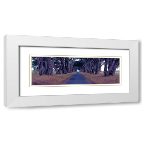 Monterey Cypress Trees Point Reyes California White Modern Wood Framed Art Print with Double Matting by Berenholtz, Richard