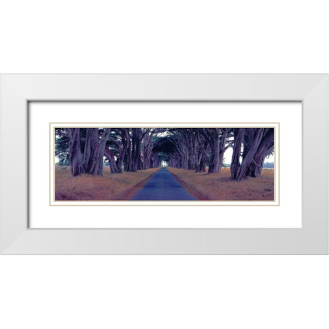 Monterey Cypress Trees Point Reyes California White Modern Wood Framed Art Print with Double Matting by Berenholtz, Richard