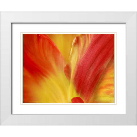 Tulipa White Modern Wood Framed Art Print with Double Matting by Michal, Susan