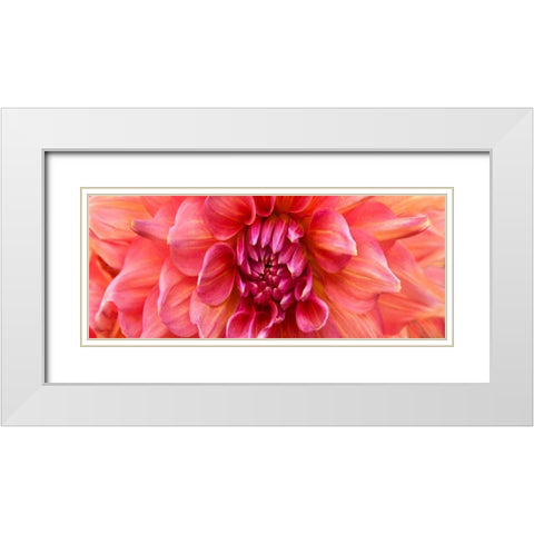 Perfect Dahlia  White Modern Wood Framed Art Print with Double Matting by Michal, Susan