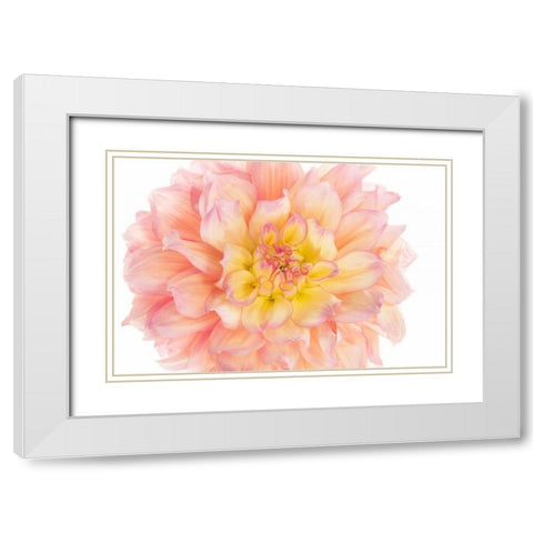 Coral Dahlia White Modern Wood Framed Art Print with Double Matting by Michal, Susan