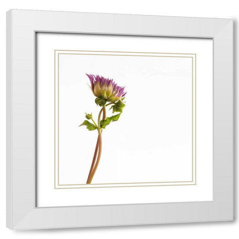Vera Dahlia  White Modern Wood Framed Art Print with Double Matting by Michal, Susan