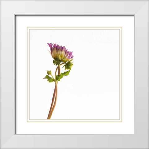 Vera Dahlia  White Modern Wood Framed Art Print with Double Matting by Michal, Susan