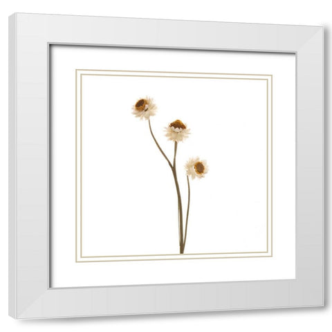 Strawflower  White Modern Wood Framed Art Print with Double Matting by Michal, Susan