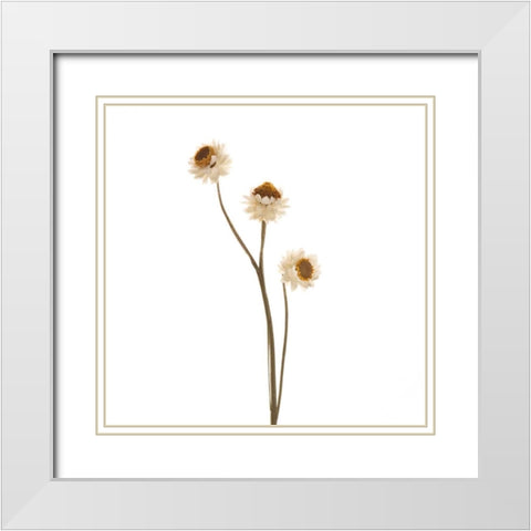 Strawflower  White Modern Wood Framed Art Print with Double Matting by Michal, Susan
