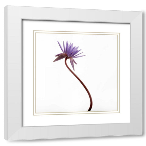 Water Lily  White Modern Wood Framed Art Print with Double Matting by Michal, Susan