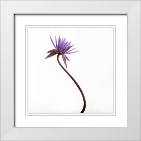 Water Lily  White Modern Wood Framed Art Print with Double Matting by Michal, Susan