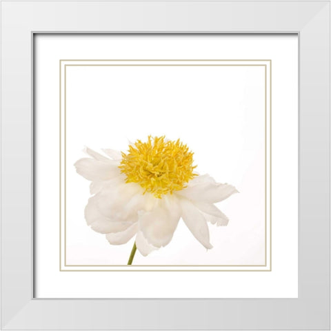 Gold Standard Peony  White Modern Wood Framed Art Print with Double Matting by Michal, Susan
