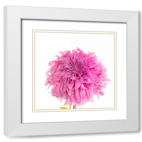 Swan Island Dahlia  White Modern Wood Framed Art Print with Double Matting by Michal, Susan