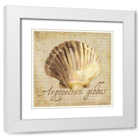 Oceanum Shells Beige V White Modern Wood Framed Art Print with Double Matting by Reed, Tara