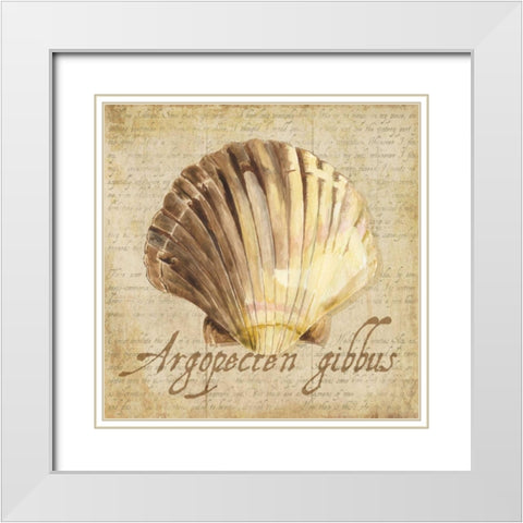 Oceanum Shells Beige V White Modern Wood Framed Art Print with Double Matting by Reed, Tara