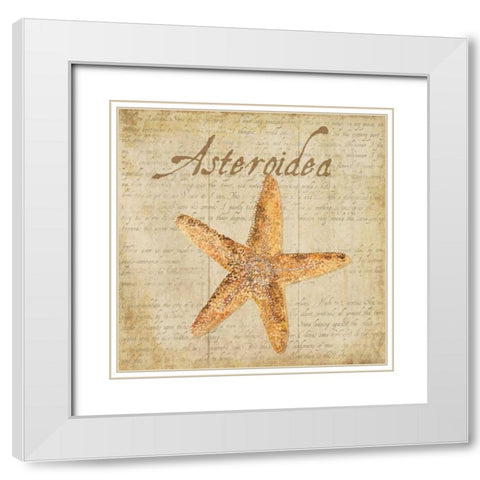 Oceanum Shells Beige VI White Modern Wood Framed Art Print with Double Matting by Reed, Tara