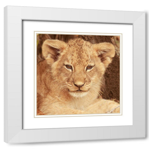 Lion Cub White Modern Wood Framed Art Print with Double Matting by Michal, Susan