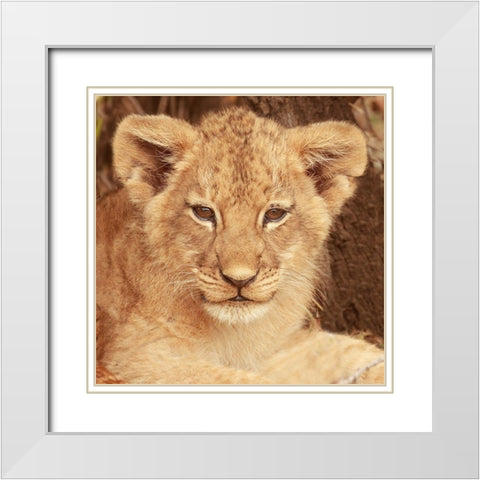 Lion Cub White Modern Wood Framed Art Print with Double Matting by Michal, Susan