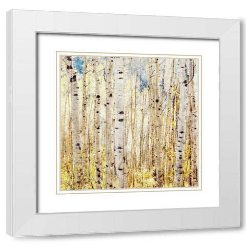 Birch Grove White Modern Wood Framed Art Print with Double Matting by Tyrrell, Lu Anne