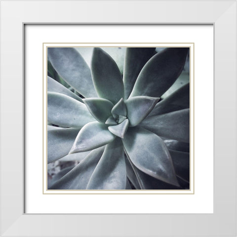 A Succulent  Life White Modern Wood Framed Art Print with Double Matting by Manelis, Jessica