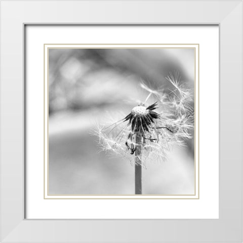 Blown  Away White Modern Wood Framed Art Print with Double Matting by Manelis, Jessica