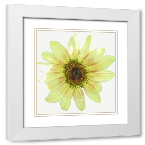 Coming  Up Daisy White Modern Wood Framed Art Print with Double Matting by Manelis, Jessica