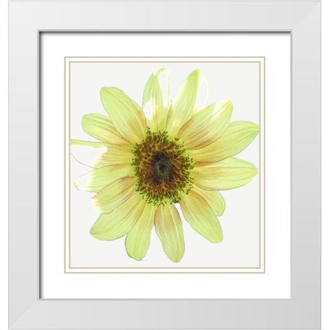 Coming  Up Daisy White Modern Wood Framed Art Print with Double Matting by Manelis, Jessica