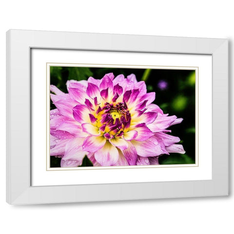 In  Full Regalia White Modern Wood Framed Art Print with Double Matting by Manelis, Jessica