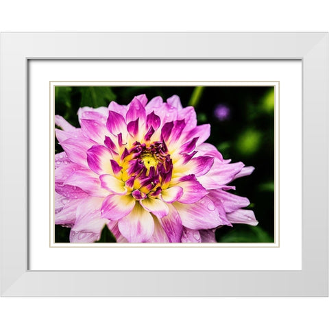 In  Full Regalia White Modern Wood Framed Art Print with Double Matting by Manelis, Jessica