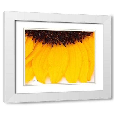 Sunflower  Closeup White Modern Wood Framed Art Print with Double Matting by Manelis, Jessica