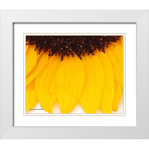 Sunflower  Closeup White Modern Wood Framed Art Print with Double Matting by Manelis, Jessica