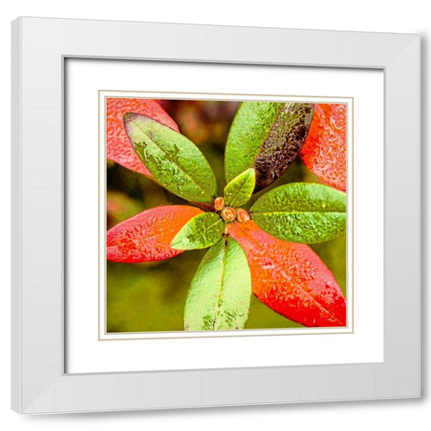 Tis  the Season White Modern Wood Framed Art Print with Double Matting by Manelis, Jessica