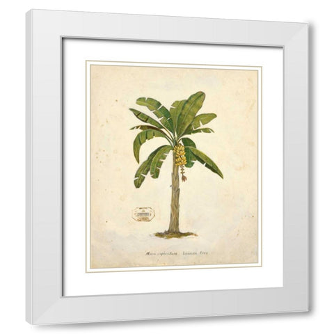 Banana Palm Illustration  White Modern Wood Framed Art Print with Double Matting by Fisk, Arnie