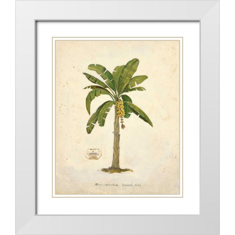 Banana Palm Illustration  White Modern Wood Framed Art Print with Double Matting by Fisk, Arnie