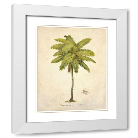 Coconut Palm Illustration  White Modern Wood Framed Art Print with Double Matting by Fisk, Arnie