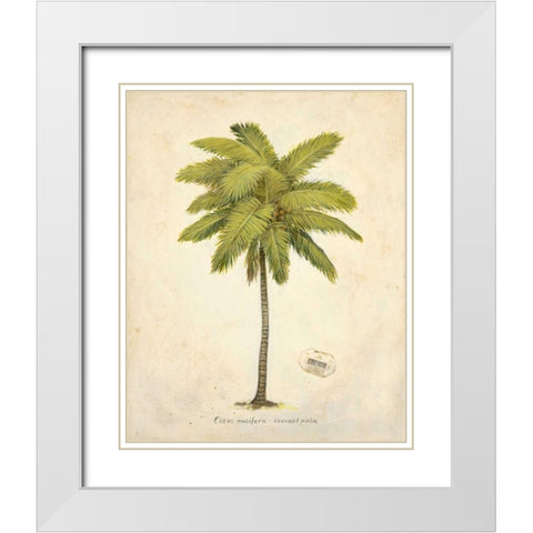 Coconut Palm Illustration  White Modern Wood Framed Art Print with Double Matting by Fisk, Arnie