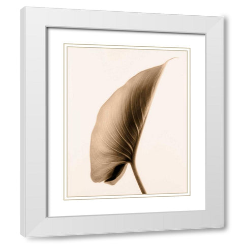 Alocasia 1 White Modern Wood Framed Art Print with Double Matting by Greenwood, Julie