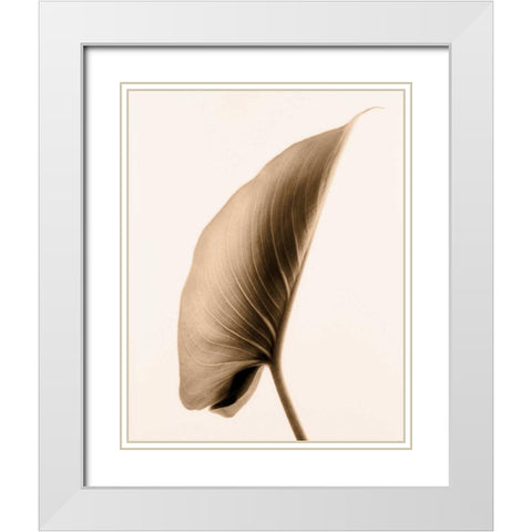 Alocasia 1 White Modern Wood Framed Art Print with Double Matting by Greenwood, Julie