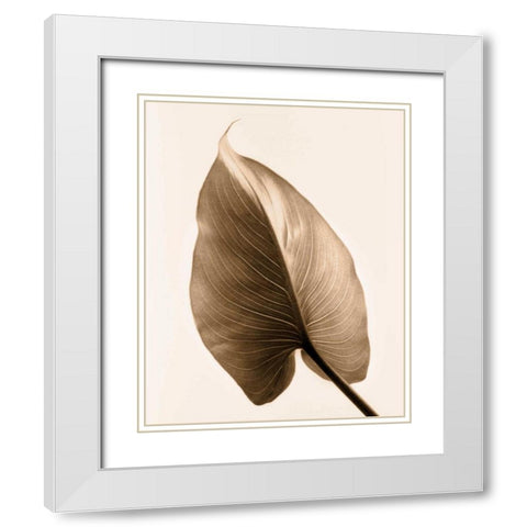 Alocasia 2 White Modern Wood Framed Art Print with Double Matting by Greenwood, Julie