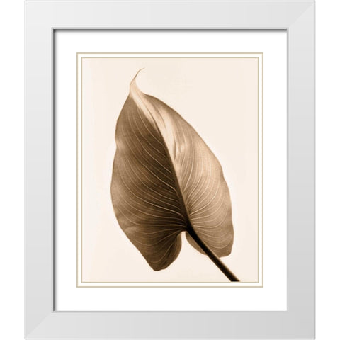Alocasia 2 White Modern Wood Framed Art Print with Double Matting by Greenwood, Julie