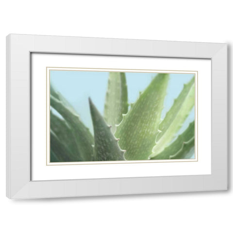 Soft Focus Succulent 1 White Modern Wood Framed Art Print with Double Matting by Greenwood, Julie