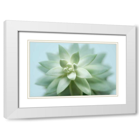 Soft Focus Succulent 2 White Modern Wood Framed Art Print with Double Matting by Greenwood, Julie