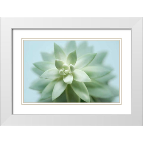 Soft Focus Succulent 2 White Modern Wood Framed Art Print with Double Matting by Greenwood, Julie
