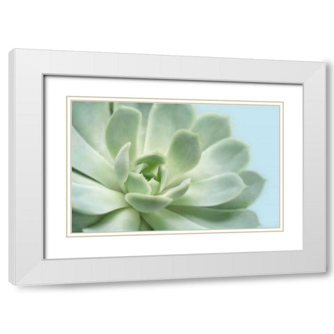 Soft Focus Succulent 3 White Modern Wood Framed Art Print with Double Matting by Greenwood, Julie
