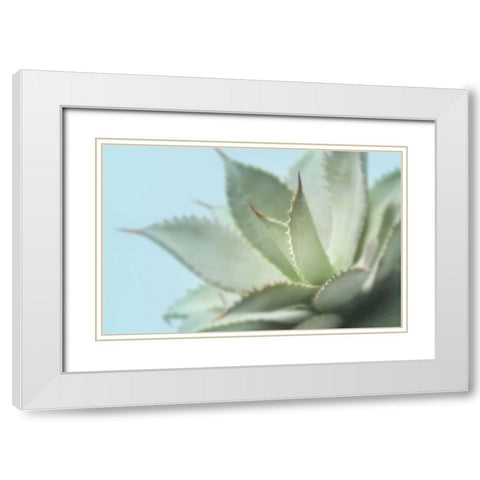 Soft Focus Succulent 4 White Modern Wood Framed Art Print with Double Matting by Greenwood, Julie