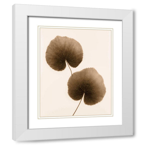 Galax Leaf White Modern Wood Framed Art Print with Double Matting by Greenwood, Julie