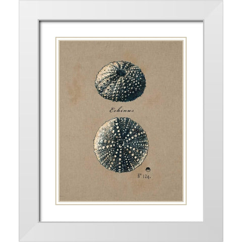 Vintage Linen Sea Urchin White Modern Wood Framed Art Print with Double Matting by Regina Andrew Design