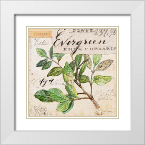 Evergreen Branch-Sketchbook White Modern Wood Framed Art Print with Double Matting by Staehling, Angela