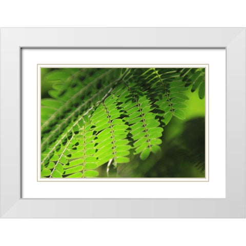 Fresh Green 1 White Modern Wood Framed Art Print with Double Matting by Rauscher, Michel