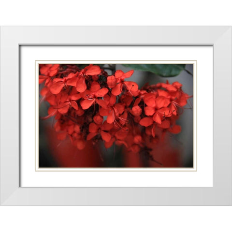 Red Autumn 1 White Modern Wood Framed Art Print with Double Matting by Rauscher, Michel