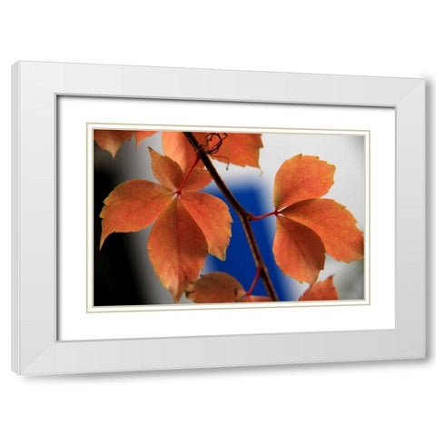 Red Autumn 2 White Modern Wood Framed Art Print with Double Matting by Rauscher, Michel