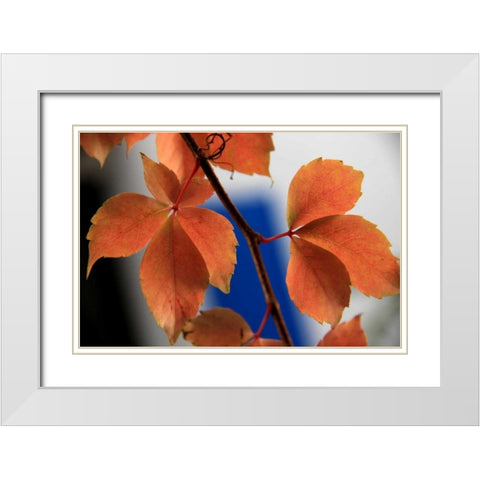 Red Autumn 2 White Modern Wood Framed Art Print with Double Matting by Rauscher, Michel