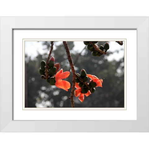 Global Vessel 1 White Modern Wood Framed Art Print with Double Matting by Rauscher, Michel